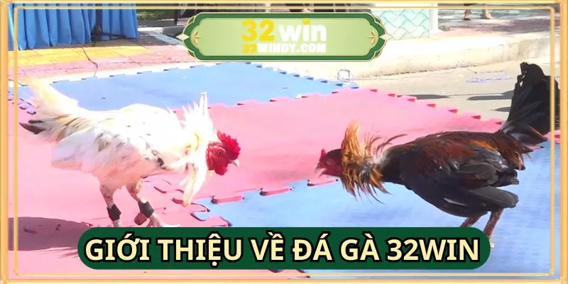 Tổng quan về sảnh đá gà 32WIN thu hút đông đảo người chơi
